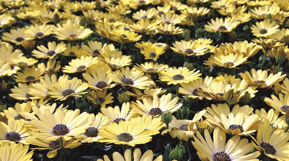 Happy Plants